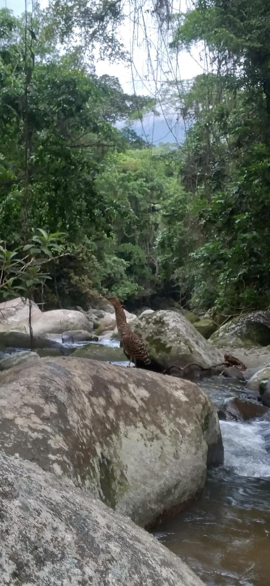 פאראטי Recanto Da Margo 1, Casa Com Acesso A Cachoeira מראה חיצוני תמונה